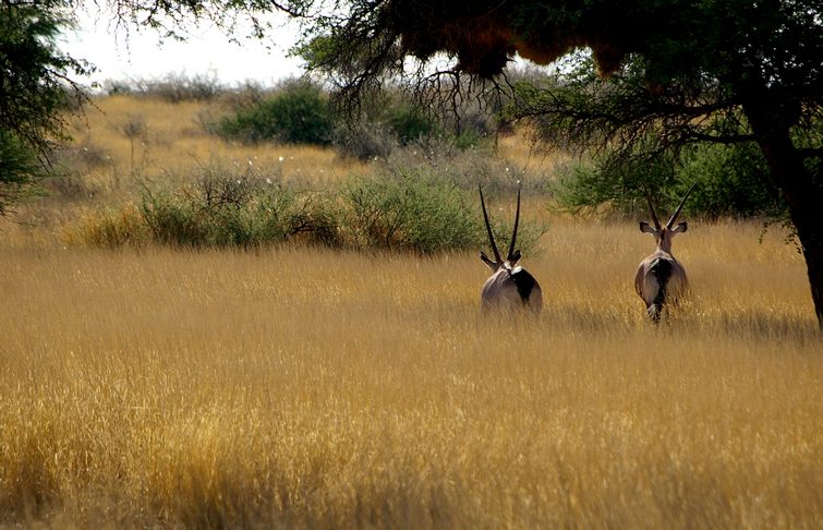 052 Namibia Okt 2006 .JPG